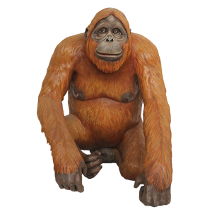 Orangutan PNG-31370